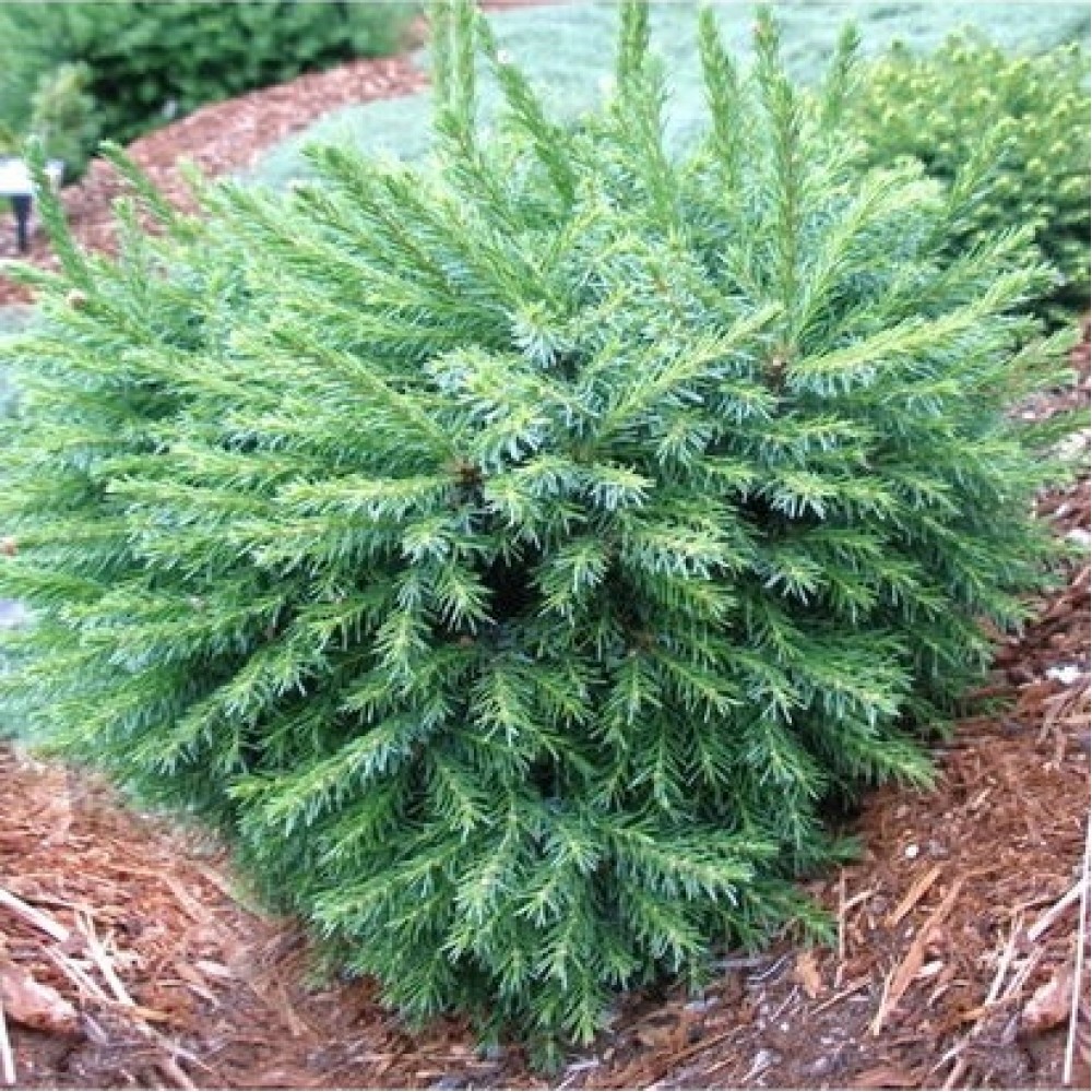 Eglė serbinė (Picea omorika) 'TREBLITSCH'