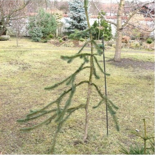 Eglė paprastoji (Picea abies) 'VIRGATA'