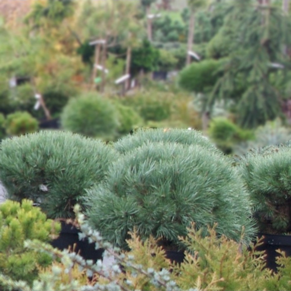 Pušis paprastoji (Pinus sylvestris) 'WATERERI'