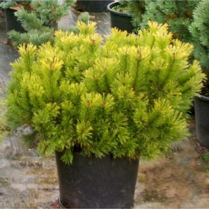 Pušis paprastoji (Pinus sylvestris) 'WINTERGOLD'