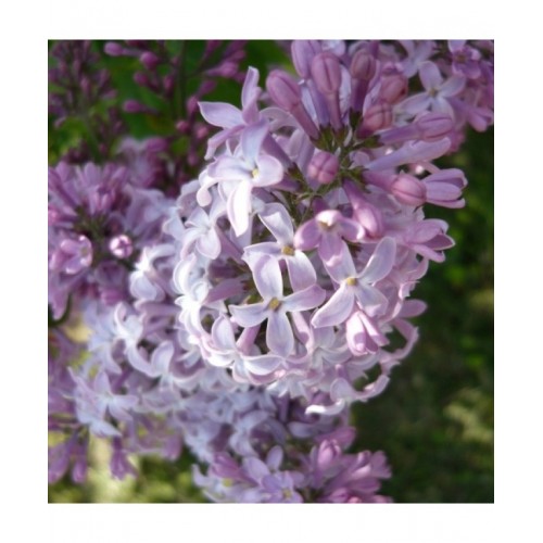 Alyva hiacintinė (Syringa × hyacinthiflora) 'MIRABEAU'