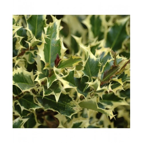 Bugienis dygialapis (Ilex aquifolium) 'MADAME BRIOT'