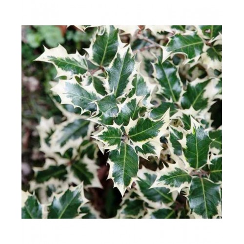 Bugienis dygialapis (Ilex aquifolium) 'SILVER QUEEN'