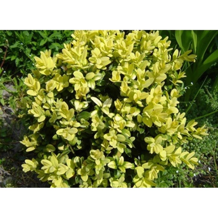 Buksmedis paprastasis (Buxus sempervirens) 'AUREA'