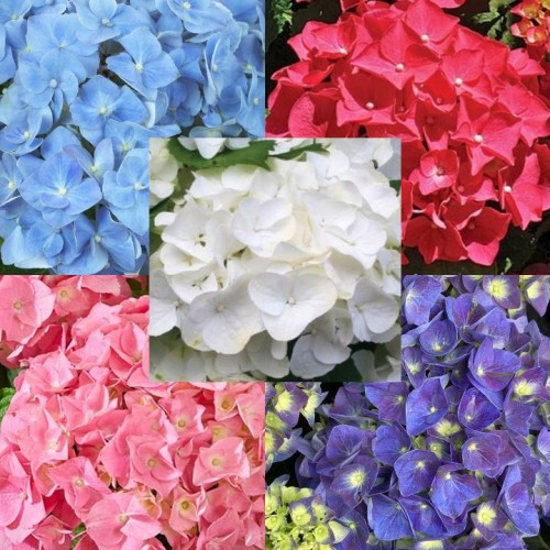 Hortenzija didžialapė (Hydrangea macrophylla) FOREVER&EVER'® skirtingos spalvos