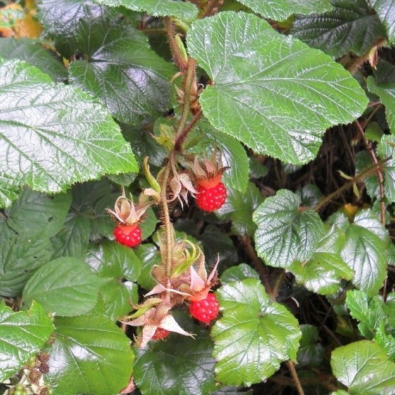 Avietė (Rubus tricolor)