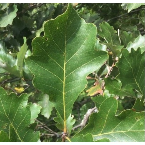 Ąžuolas dvispalvis (Quercus bicolor)