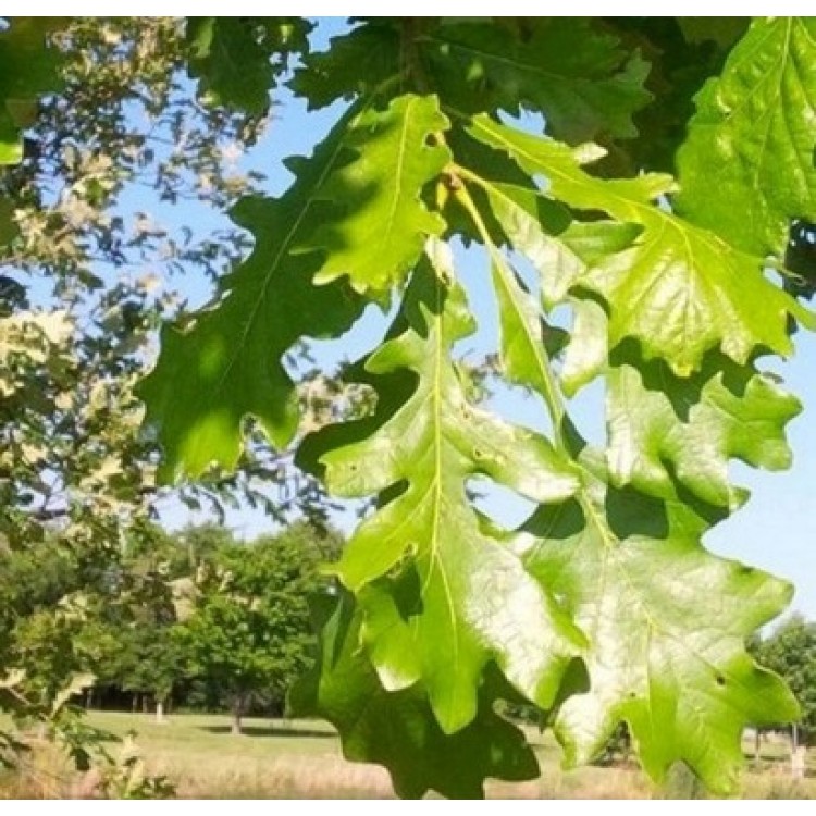Ąžuolas (Quercus x bimondorum) 'CRIMSON SPIRE' (syn. 'CRIMSCHMIDT')