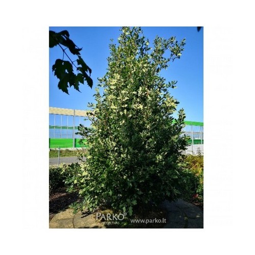Ąžuolas paprastasis (Quercus robur) 'FASTIGIATA'