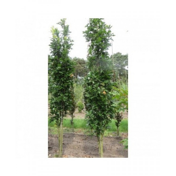 Ąžuolas pelkinis (Quercus palustris) 'GREEN PILLAR'