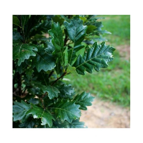 Ąžuolas (Quercus x warei Long) 'REGAL PRINCE'