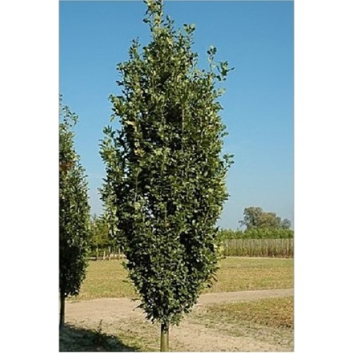 Ąžuolas paprastasis (Quercus robur) 'ZEELAND'