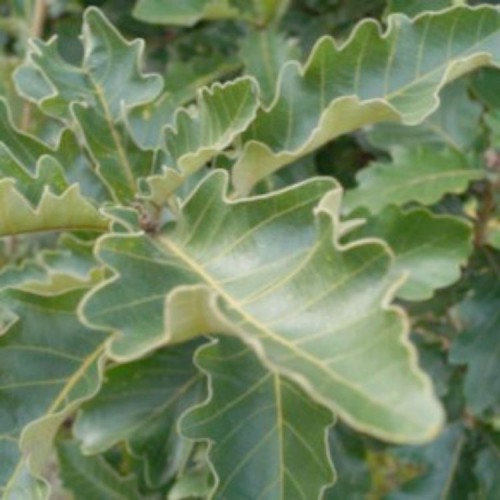 Ąžuolas dantytasis (Quercus dentata)'SIR HAROLD HILLIER'