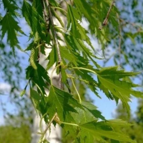 Beržas karpotasis (Betula pendula) 'Laciniata'
