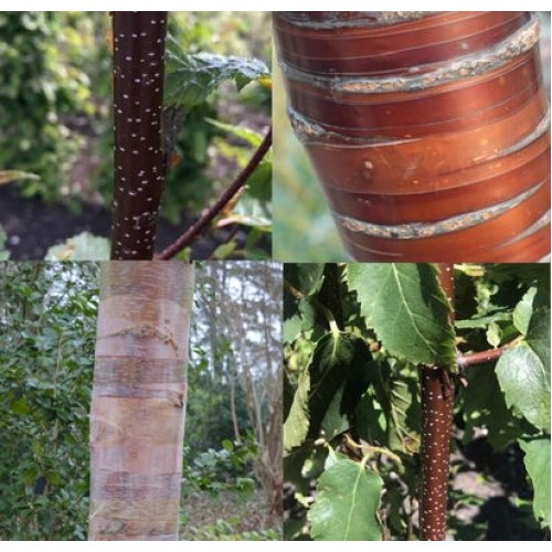Beržas rytinis (Betula albosinensis) 'CACAO' 
