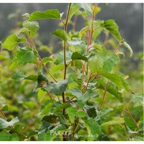 Beržas plaukuotasis (Betula pubescens) 'CUCULLATA'