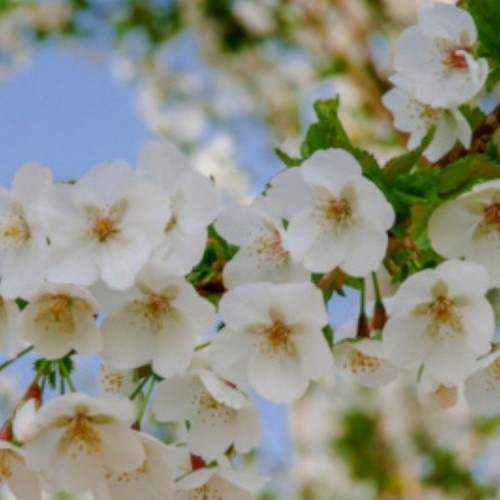 Vyšnia ankstyvoji (Prunus incisa) 'UMINECO'