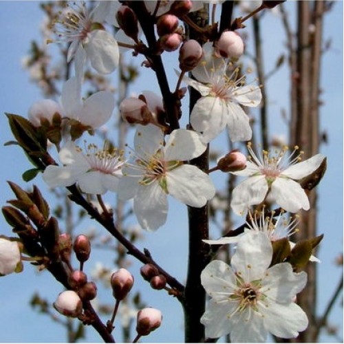 Slyva kaukazinė (Prunus cerasifera) CRIMSON POINTE 'CRIPOIZAM'