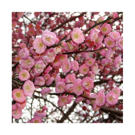 Abrikosas japoninis (Prunus mume) 'DAWN'
