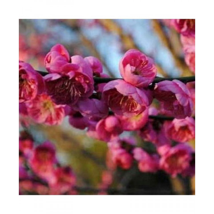 Abrikosas japoninis (Prunus mume) 'DAWN'