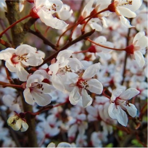 Slyva kaukazinė (Prunus cerasifera) 'HESSEI'