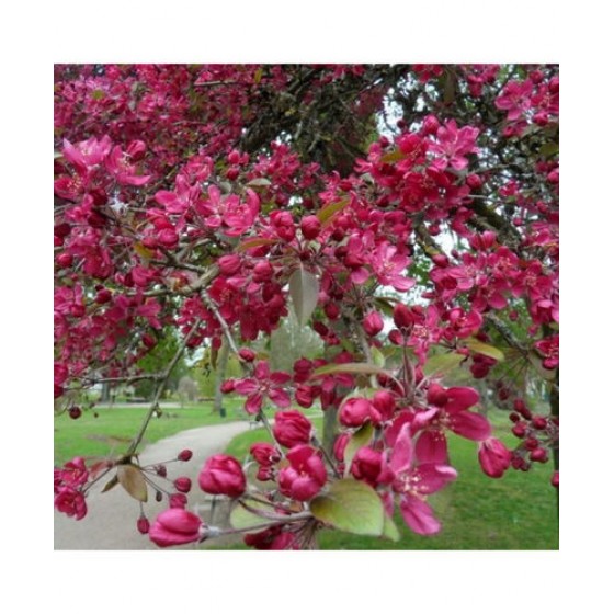 Obelis purpurinė (Malus purpurea) 'MAKOWIECKI'