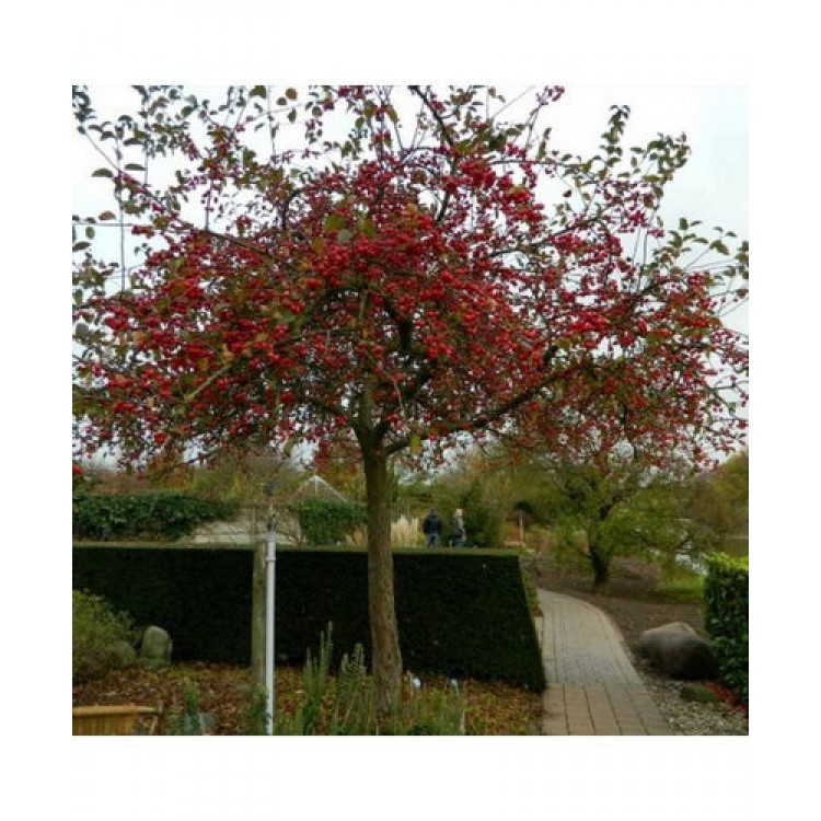 Obelis (Malus robusta) 'RED SENTINEL'