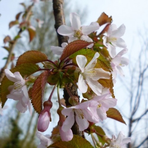 Vyšnia glaustašakė (Prunus x schmittii)