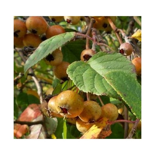 Obelis dantytalapė (Malus yunnanensis)