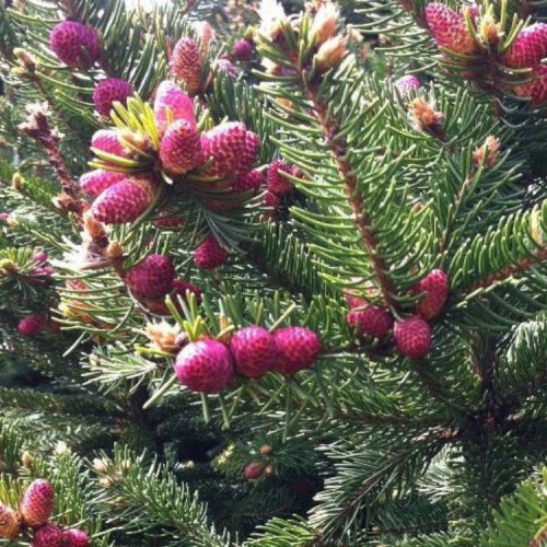 Eglė paprastoji (Picea abies) 'OHLENDORFFII' 