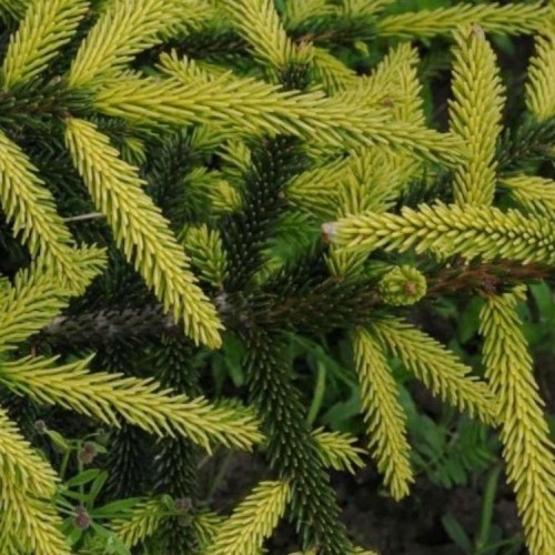 Eglė rytinė (Picea orientalis) 'AUREOSPICATA' 