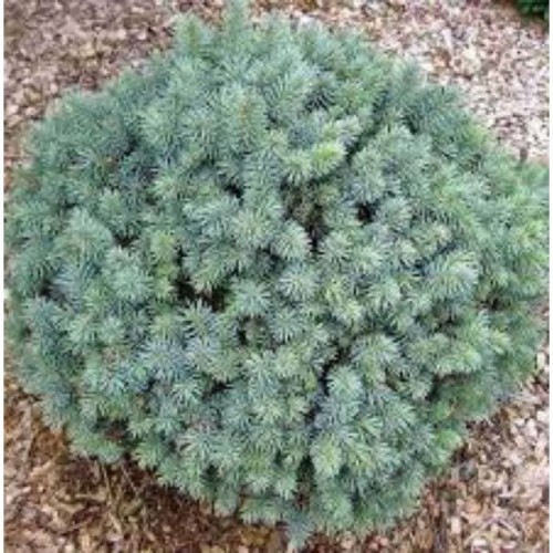 Eglė serbinė (Picea omorika) 'NANA' 