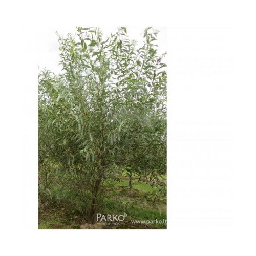 Gluosnis baltasis (Salix alba)