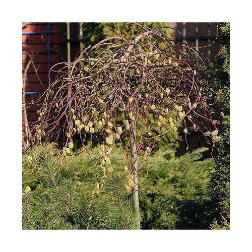 Blindė (Salix caprea) 'CURLY LOCKS' 