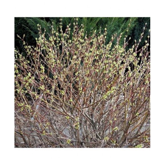 Gluosnis sveikalapis (Salix integra) 'HAKURO-NISHIKI' 
