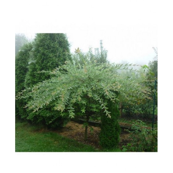 Gluosnis sveikalapis (Salix integra) 'HAKURO-NISHIKI' 