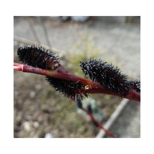 Karklas laibapurkis (Salix gracilistyla) 'MELANOSTACHYS'