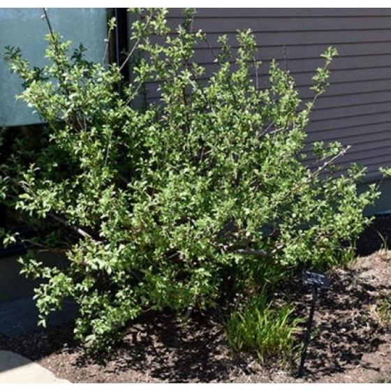 Karklas laibapurkis (Salix gracilistyla) 'MOUNT ASO'
