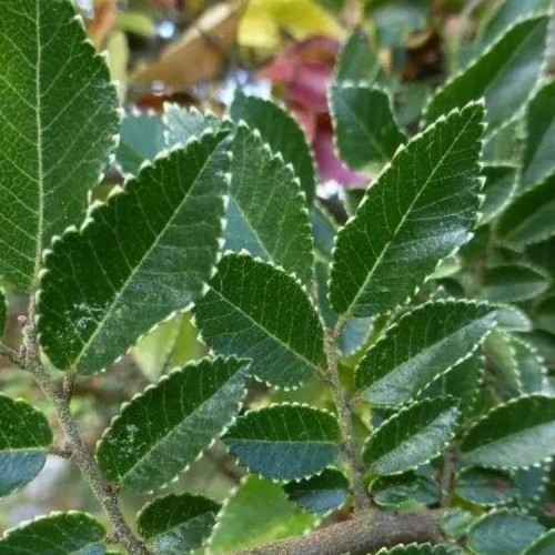 Guoba smulkialapė (Ulmus parvifolia) 'GEISHA'