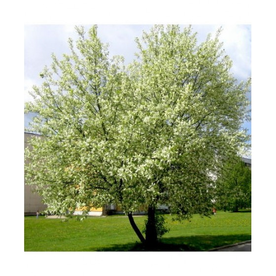 Ieva paprastoji (Prunus padus)