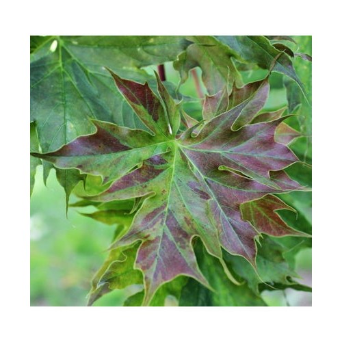 Klevas paprastasis (Acer platanoides) 'CHARLES JOLY'