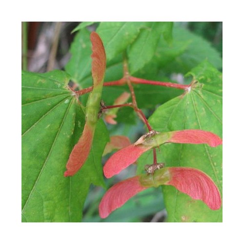 Klevas apskritalapis (Acer circinatum)