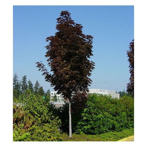 Klevas paprastasis (Acer platanoides) 'CRIMSON SENTRY'