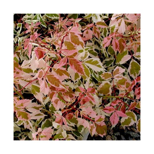 Klevas uosialapis (Acer negundo) 'FLAMINGO'