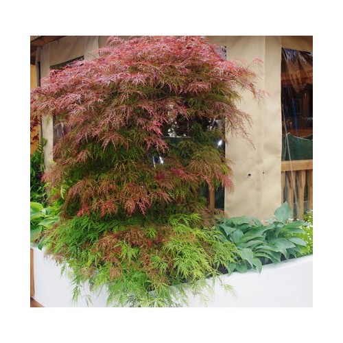 Klevas plaštakinis (Acer palmatum) 'GARNET'