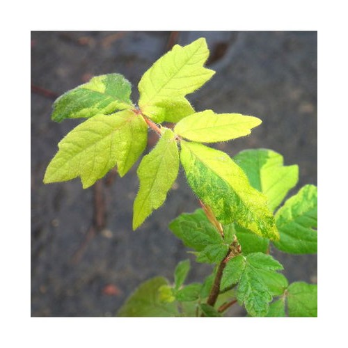 Klevas pilkasis (Acer griseum) 'GOLDEN LUCKY'