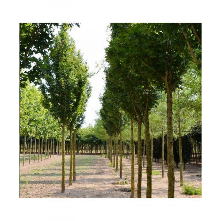 Klevas trakinis (Acer campestre) 'GREEN COLUMN'