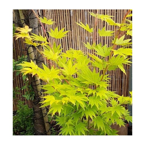 Klevas gelsvasis (Acer shirasawanum) 'JORDAN'®