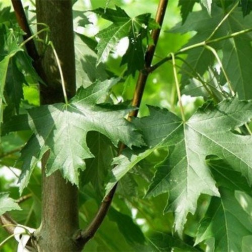 Klevas sidabrinis (Acer s.) "Lutescens"