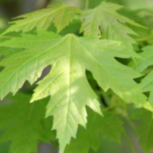 Klevas sidabruotasis (Acer freemanii) 'CELZAM'